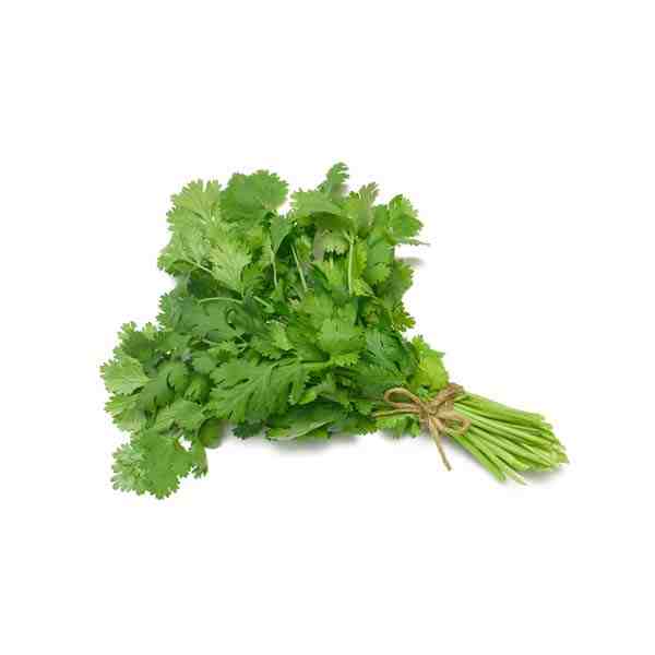 CILANTRO