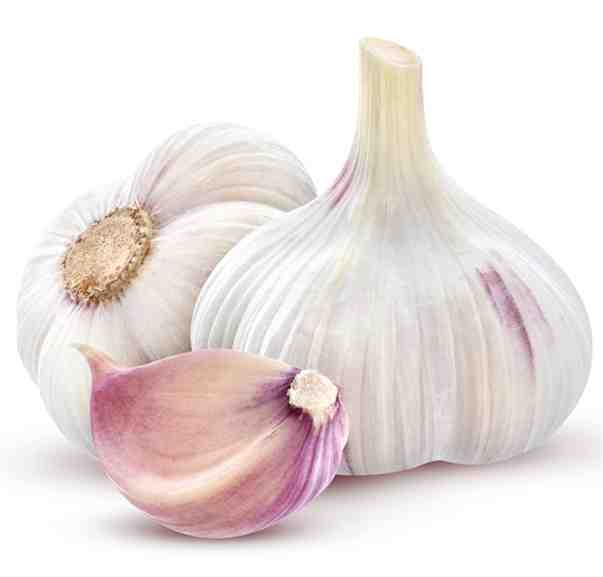 GARLIC